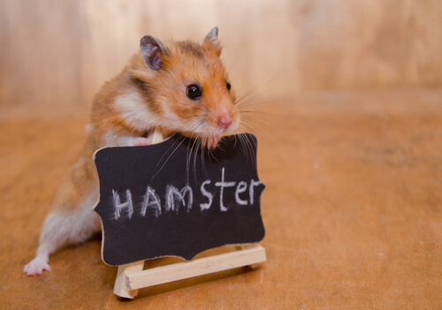 como demostrar amor a un hamster Cómo demostrar amor a un hámster