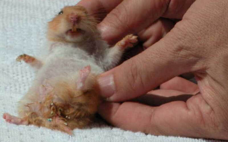 como evitar la cola mojada en hamsters Cómo evitar la cola mojada en hámsters