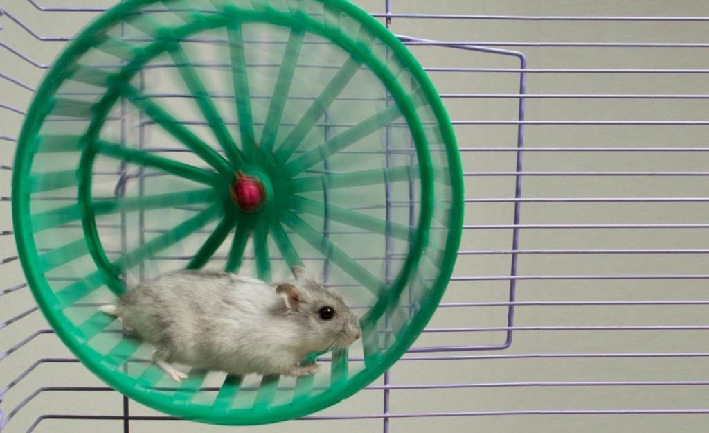como hacer para que mi hamster se suba a la rueda Cómo hacer para que mi hámster se suba a la rueda