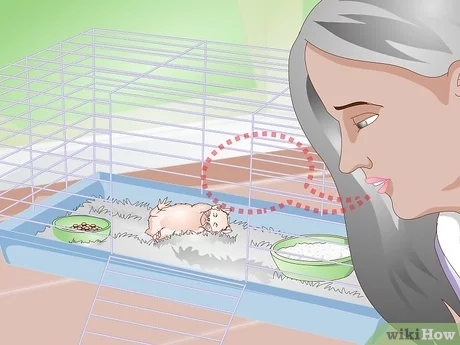 como hacer q duerma un hamster Cómo hacer q duerma un hámster