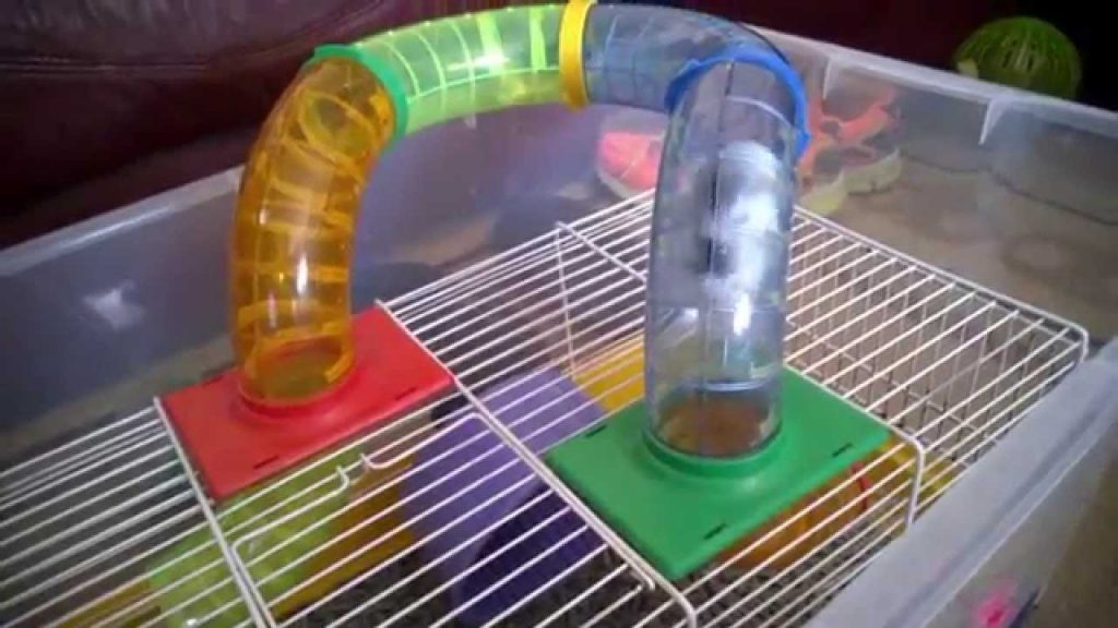 como hacer un tubos de hamster Cómo hacer un tubos de hámster