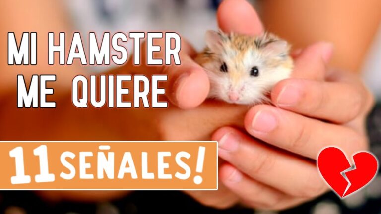 como saber si tu hamster ya te tiene confianza Cómo saber si tu hámster ya te tiene confianza