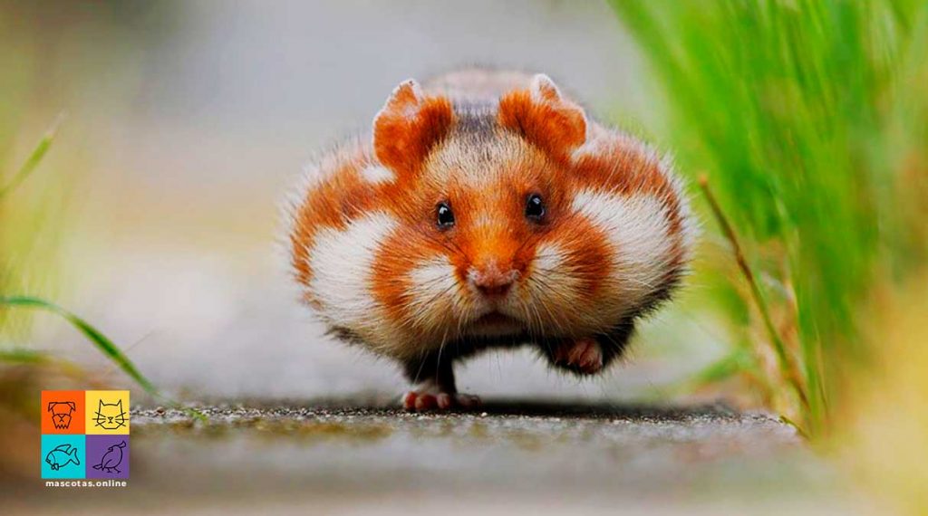 cual es el hamster mas bonito Cuál es el hámster más bonito