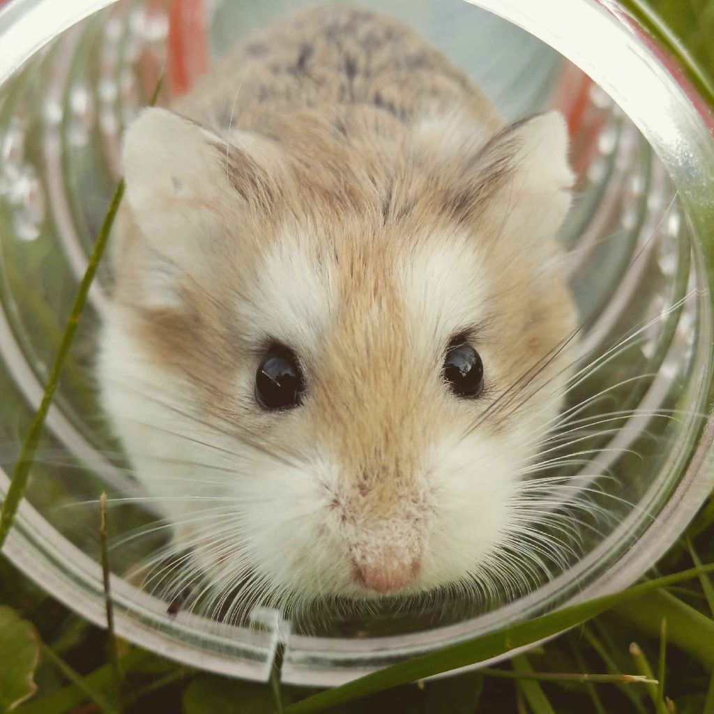 cuanto tiempo puede estar un hamster en su rueda Cuánto tiempo puede estar un hámster en su rueda