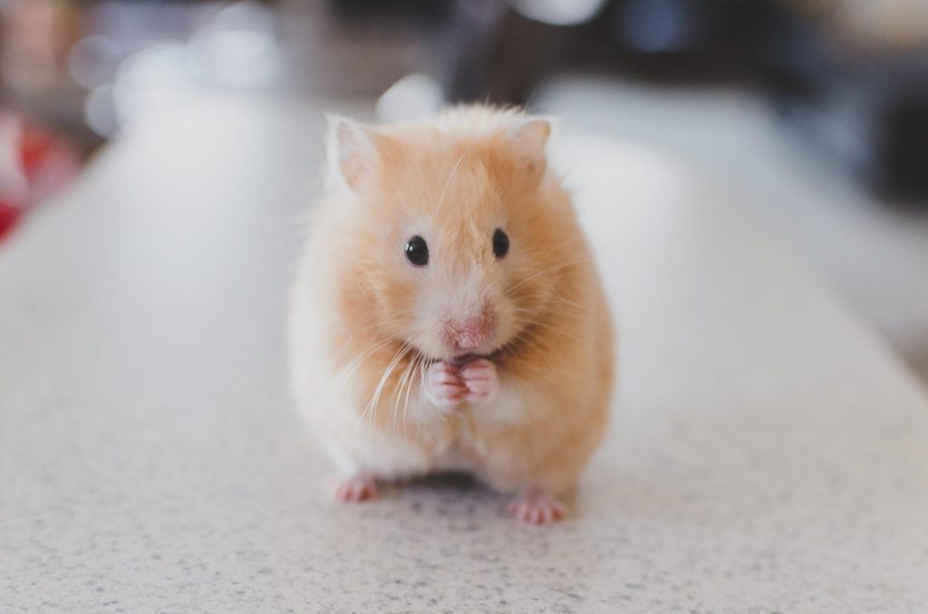 cuantos hamsters pueden vivir juntos Cuántos hámsters pueden vivir juntos