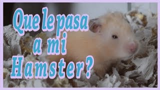 por que mi hamster grita Por qué mi hámster grita