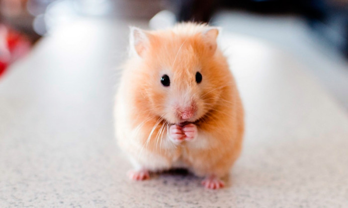 que beneficios tiene tener un hamster en casa Qué beneficios tiene tener un hámster en casa