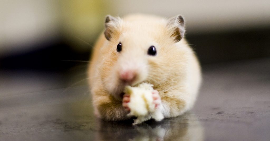 que es toxico para los hamsters Qué es tóxico para los hámsters