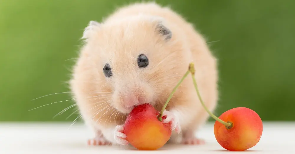 que frutas no pueden comer los hamsters Qué frutas no pueden comer los hámsters