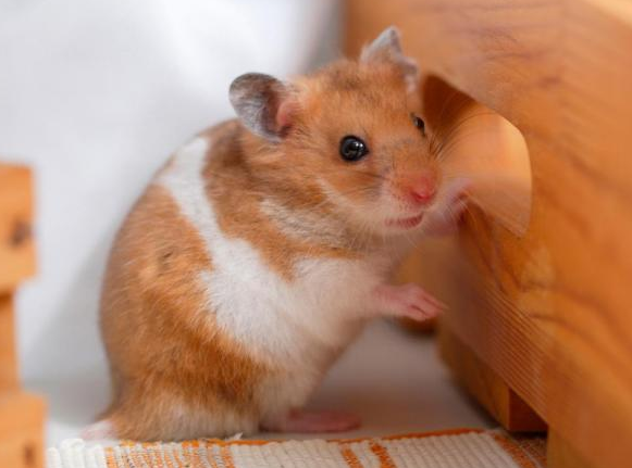 que hacer para tranquilizar a un hamster Qué hacer para tranquilizar a un hámster