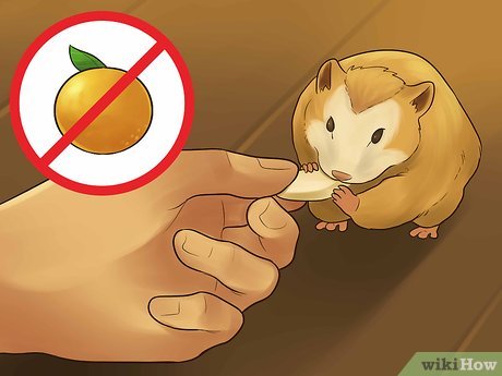 que hacer si un hamster se quiere escapar Qué hacer si un hámster se quiere escapar