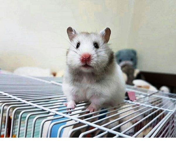 que pasa si no se limpia la jaula del hamster Qué pasa si no se limpia la jaula del hámster