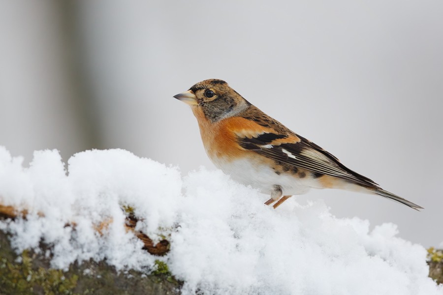 como proteger a los pajaros del frio ¿Cómo proteger a los pájaros del frío?