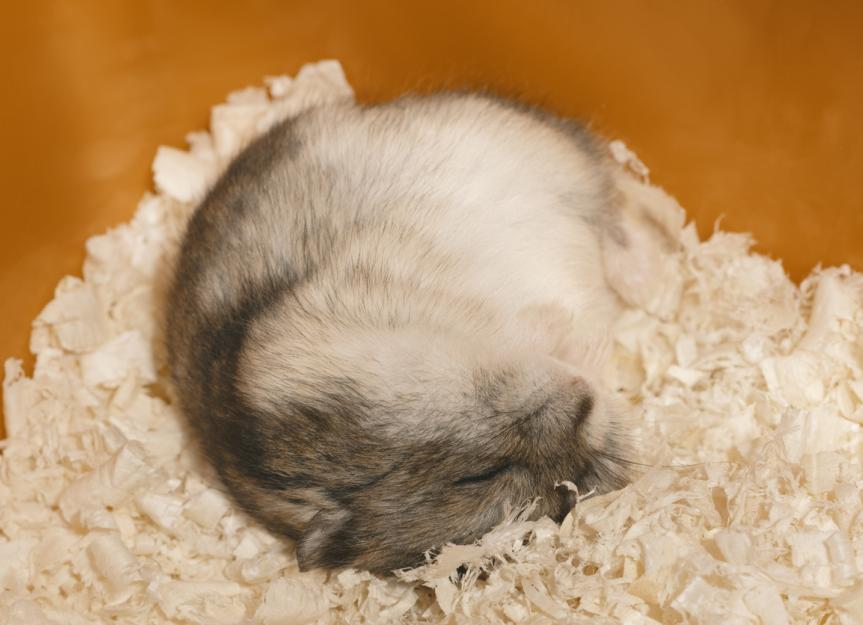 como saber si un hamster se siente mal Cómo saber si un hámster se siente mal