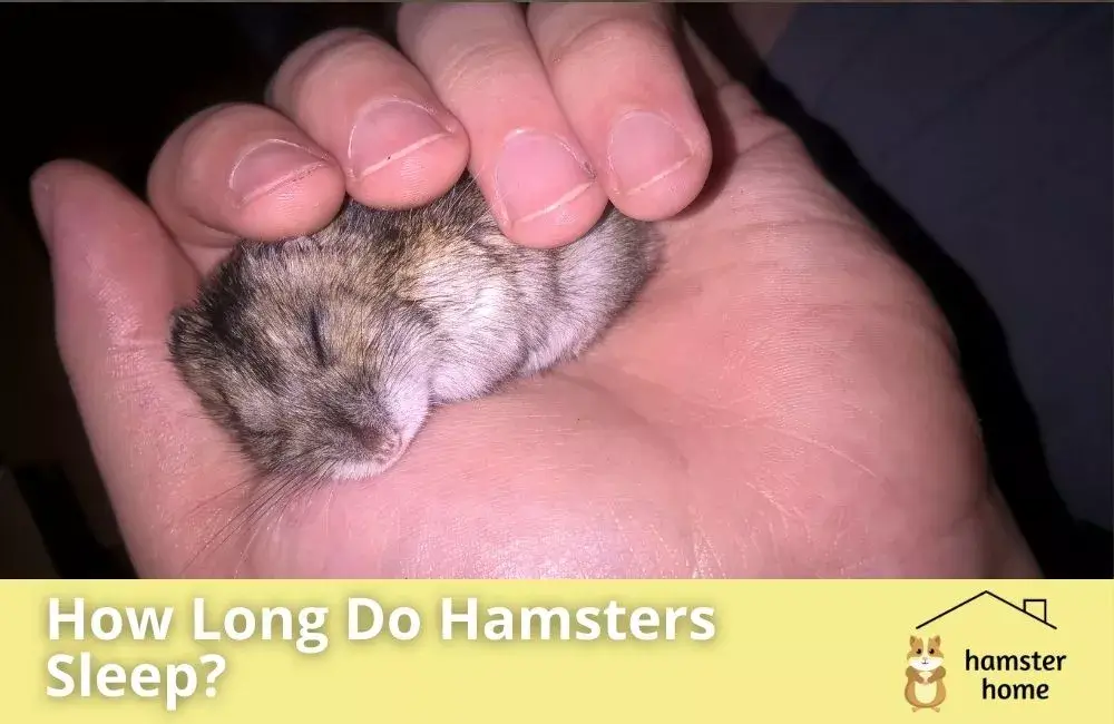 cuantas horas duerme un hamster Cuántas horas duerme un hámster
