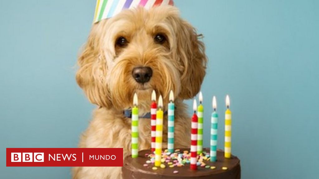 edades perrunas cuantos anos humanos tiene tu perro Edades perrunas. ¿Cuantos años humanos tiene tu perro?