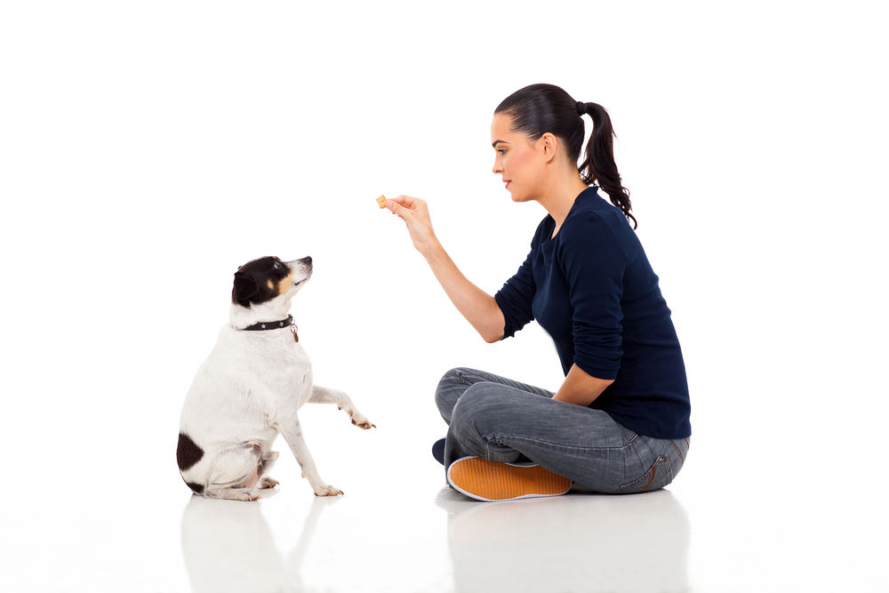 los perros pueden comer cacahuetes hervidos hay efectos secundarios ¿Los perros pueden comer cacahuetes hervidos? ¿Hay efectos secundarios?