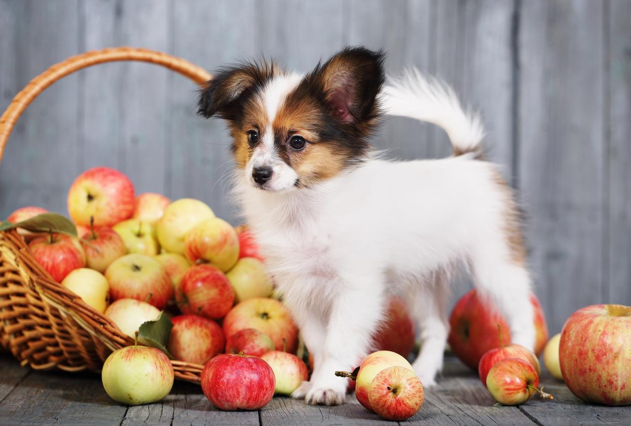 los perros pueden comer piel y cascaras de manzana verde roja amarilla o rosa ¿Los perros pueden comer piel y cáscaras de manzana? (Verde, roja, amarilla o rosa)