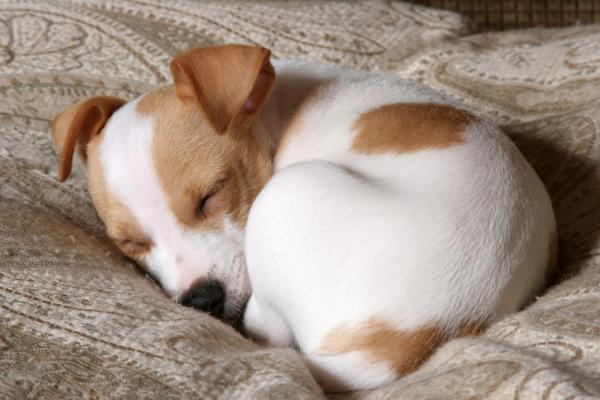 por que los perros vuelcan sus camas 16 razones para descubrirlo ¿Por qué los perros vuelcan sus camas? 16 razones para descubrirlo