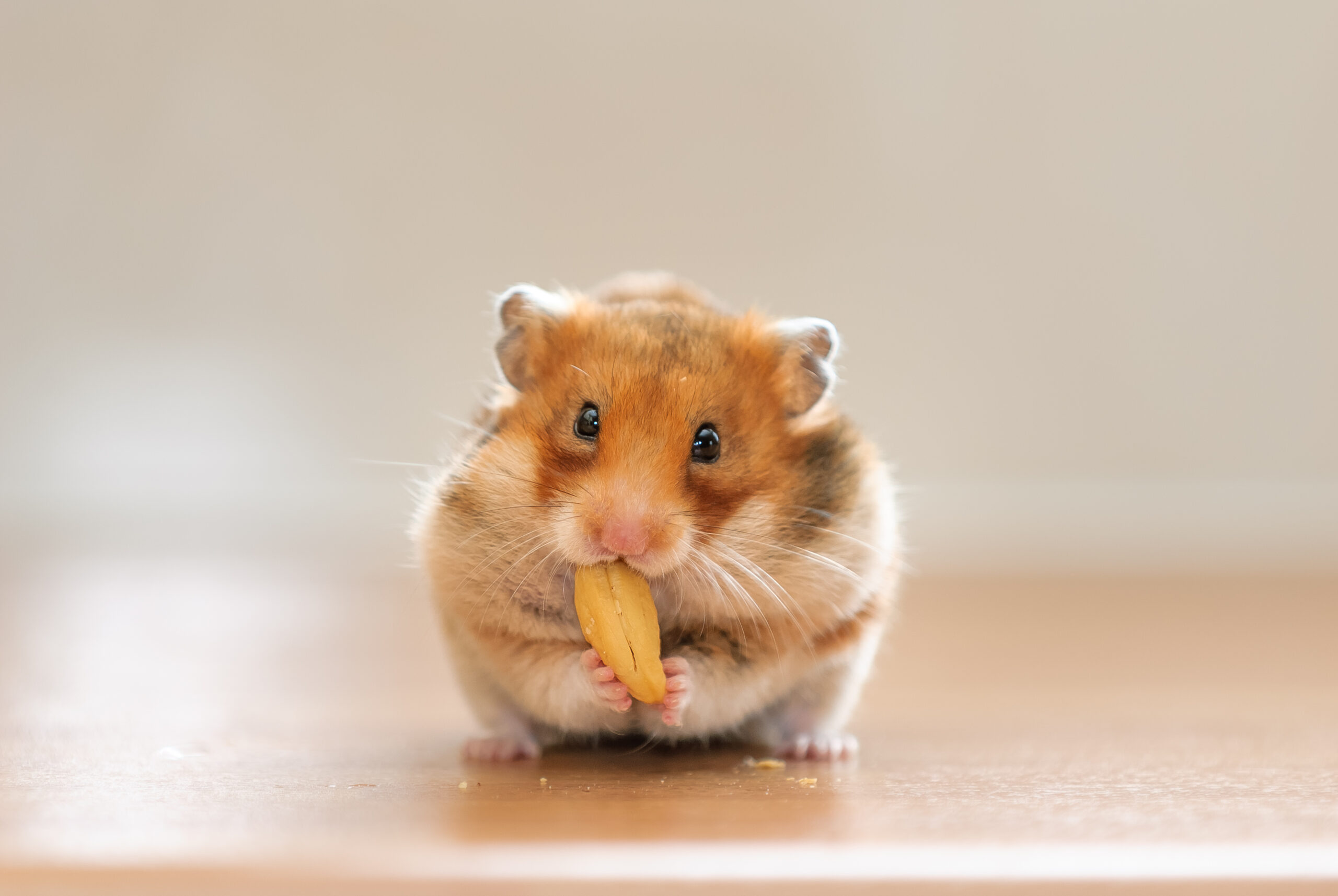 por que un hamster se come a otro scaled Por qué un hámster se come a otro