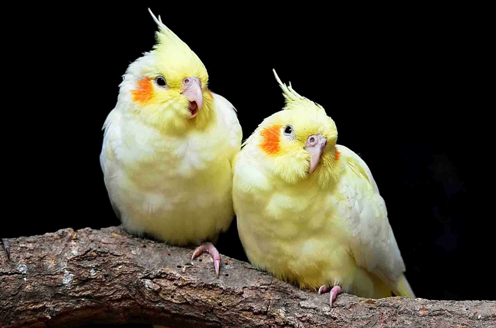 que pajaros se pueden tener sueltos en casa ¿Qué pájaros se pueden tener sueltos en casa?
