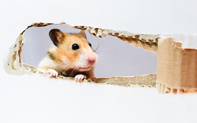 que pasa si mi hamster se come el carton Qué pasa si mi hámster se come el cartón